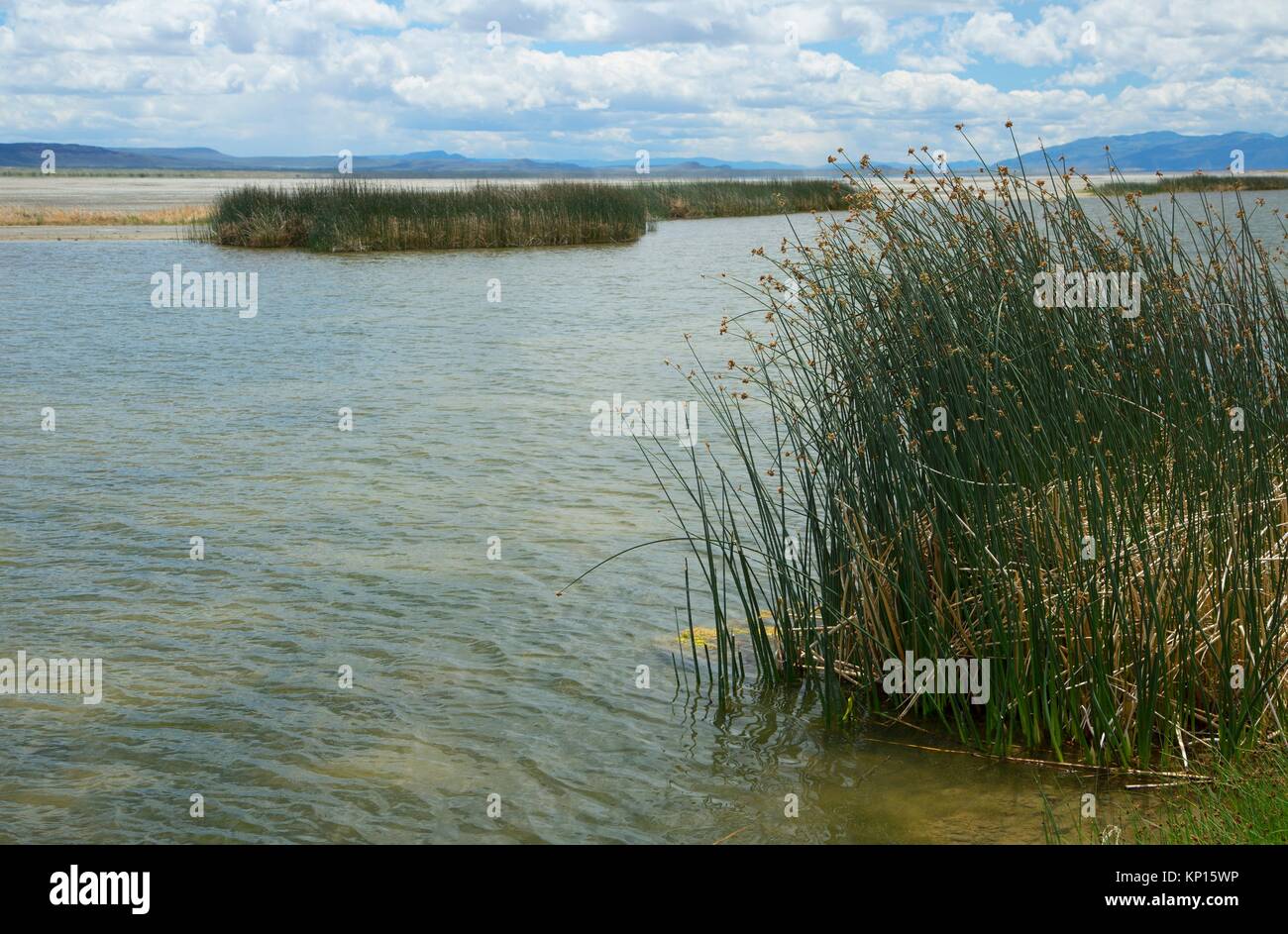 Zona umida lungo il tragitto della gita, Estate Lago di Area faunistica, Oregon Outback Scenic Byway, Oregon. Foto Stock