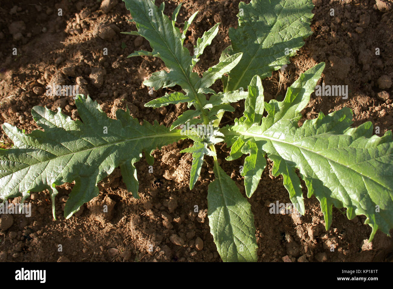 Giovani piante di carciofo coltivato in un campo Foto Stock