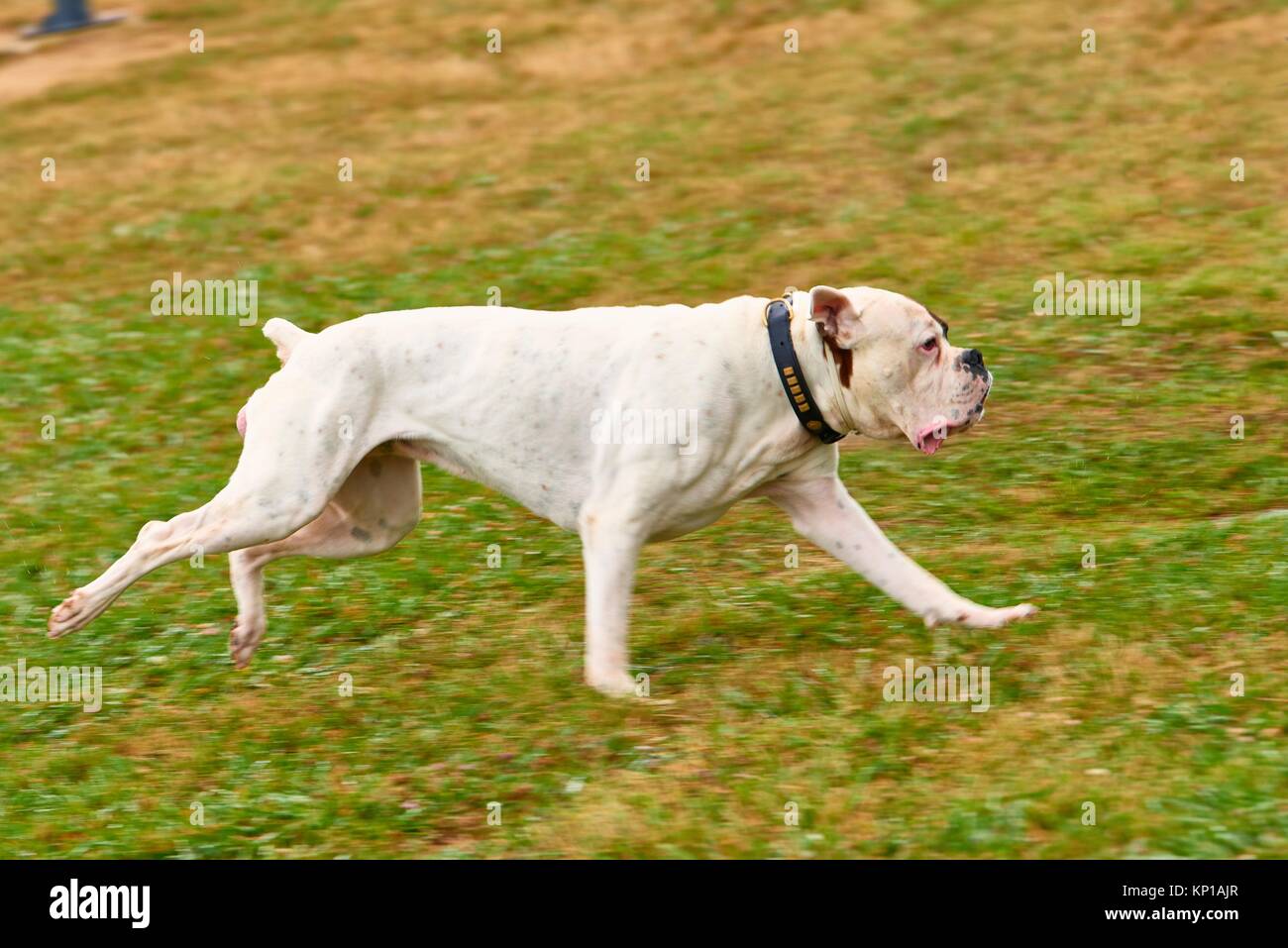 Boxer bianco cucciolo Foto stock - Alamy