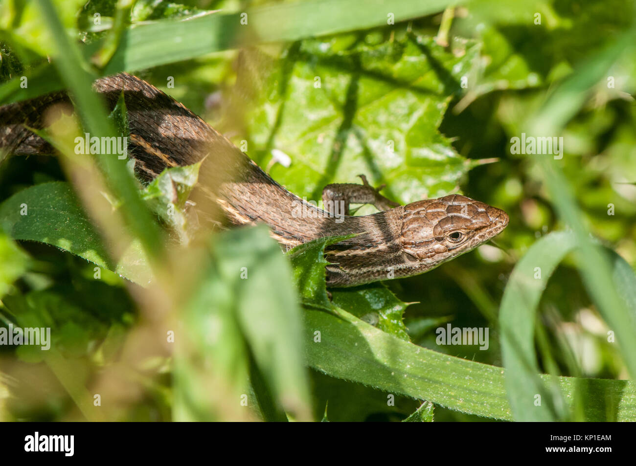 Lizard su una foglia, Psammodromus jeanneae Foto Stock