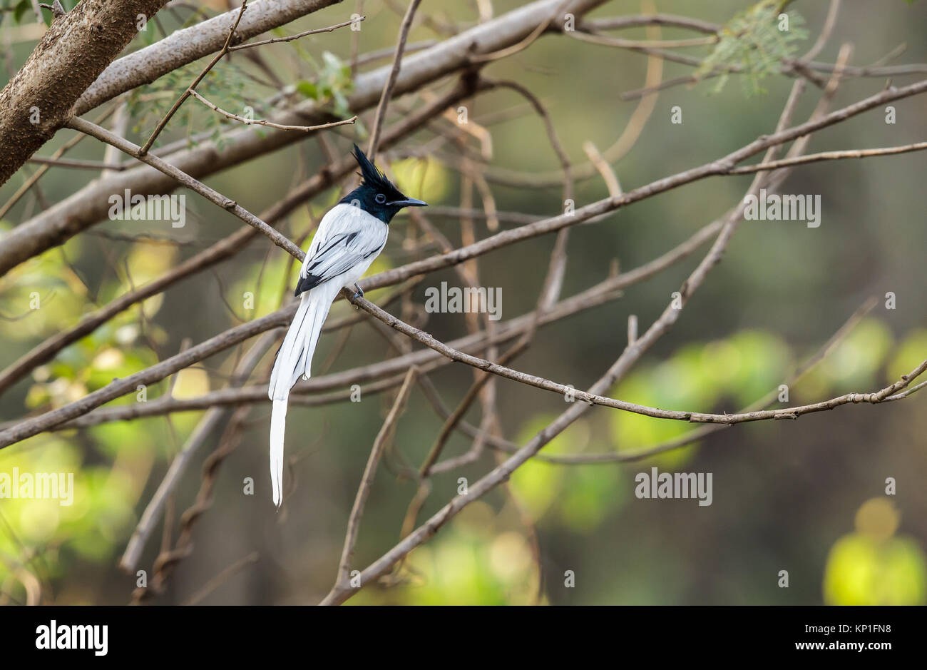 Un Indian Paradise Flycatcher, morph bianco Foto Stock