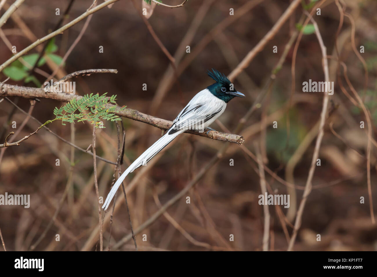 Un Indian Paradise Flycatcher, morph bianco Foto Stock