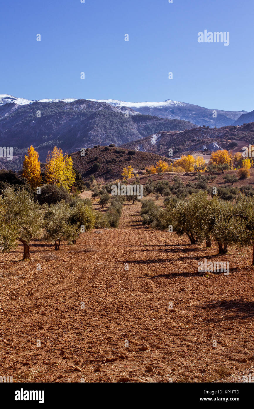 Vista da un olivo plantation affacciato sulla Sierra Nevada cime coperte di neve Foto Stock
