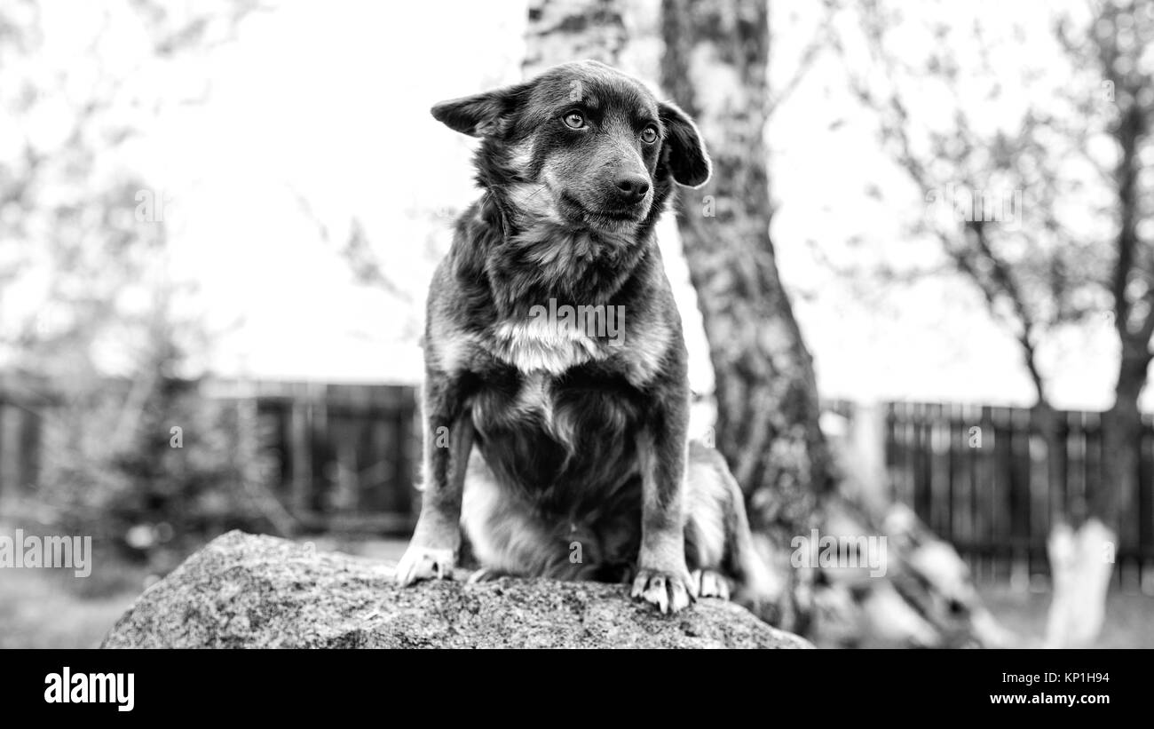 Bianco e nero ritratto di cane con sfondo bokeh di fondo Foto Stock