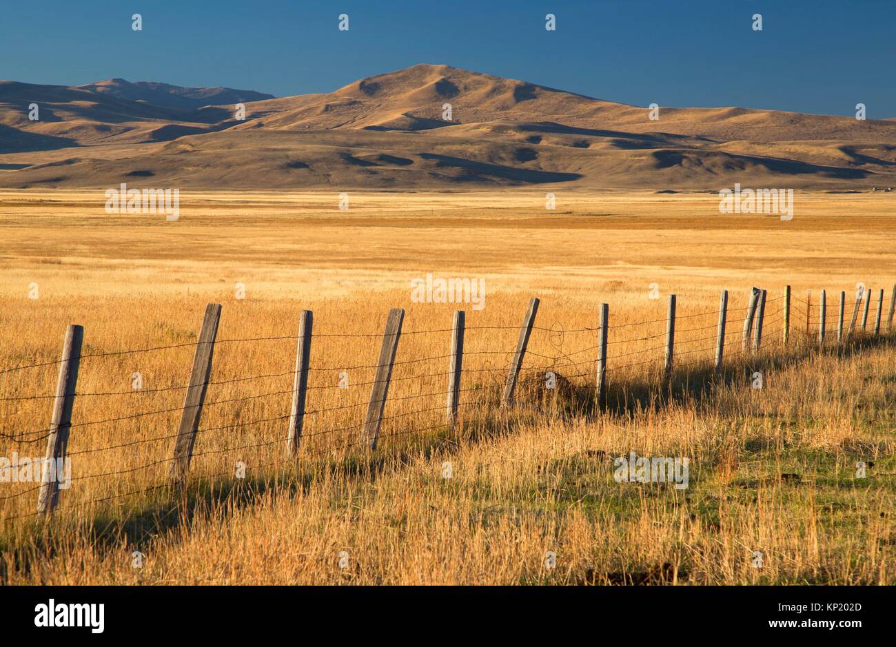 Il Centennial Valle prati con la recinzione, Beaverhead County, Montana. Foto Stock