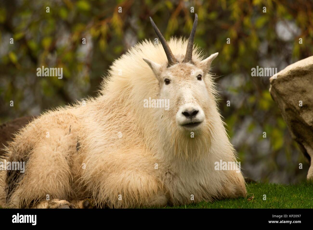 Capre di montagna (Oreamnos americanus), Oregon Zoo, Washington Park, Portland, Oregon. Foto Stock
