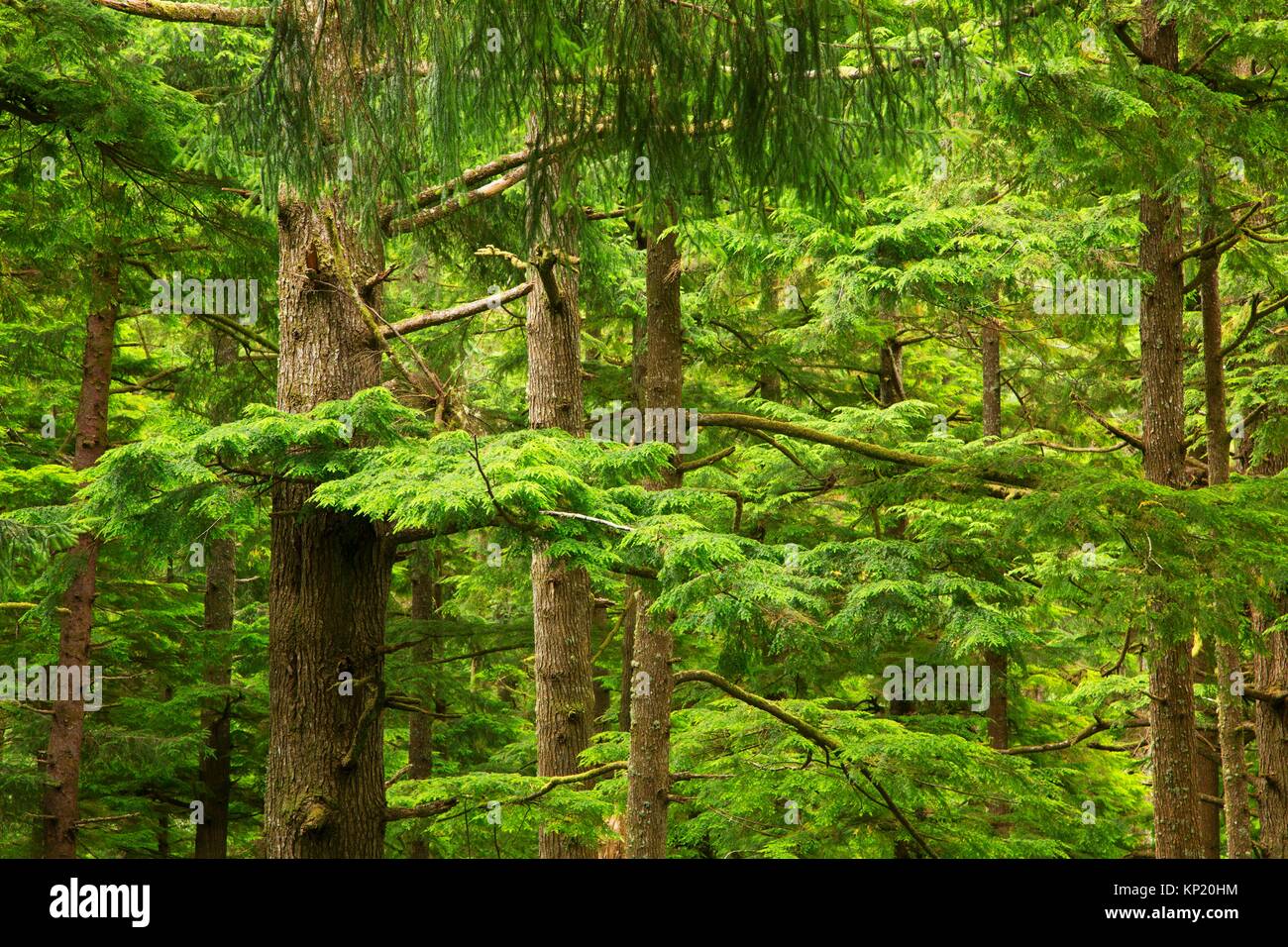 Sitka Abete (Picea sitchensis) - Western hemlock antica foresta, Oswald West State Park, Oregon. Foto Stock