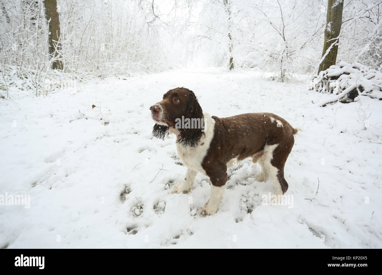 Una scena invernale del sentiero e gli alberi coperti di neve e un English Springer Spaniel camminando in sfere di legno, Hertford Heath, Regno Unito. Foto Stock
