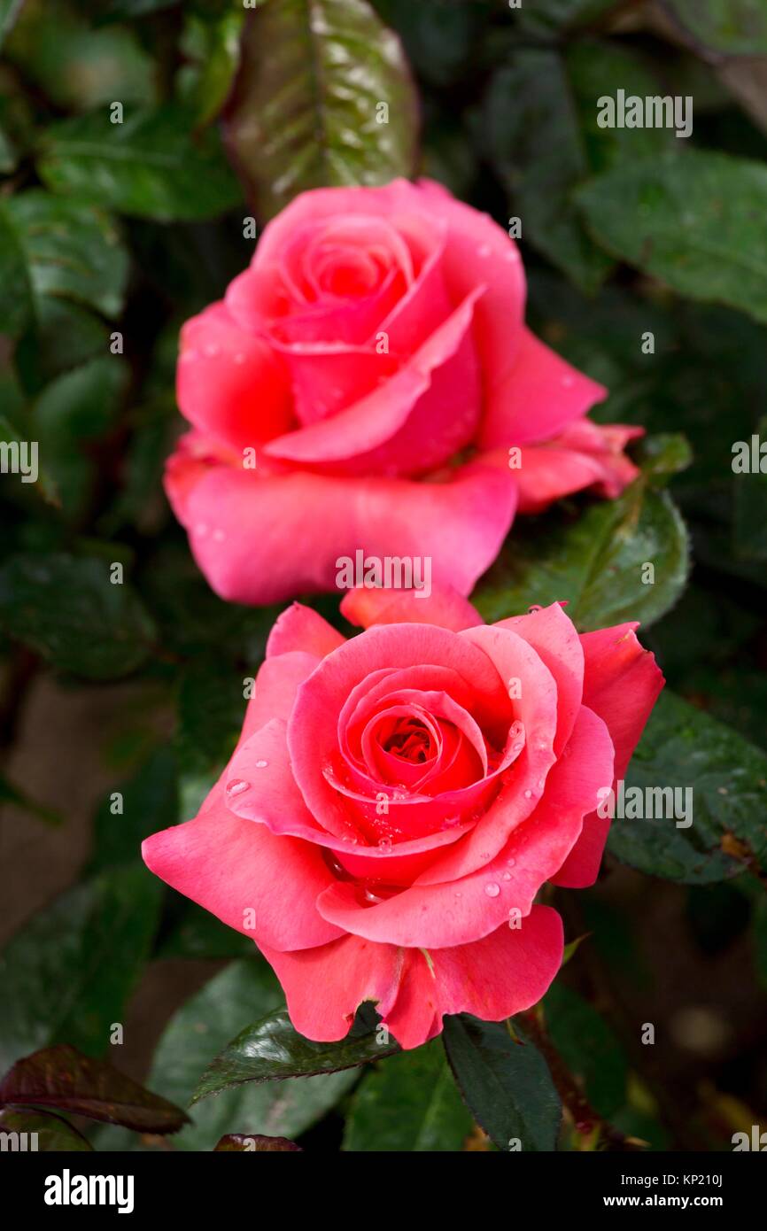 Kathryn McGredy rose, cimelio di rose, San Paolo, Oregon. Foto Stock