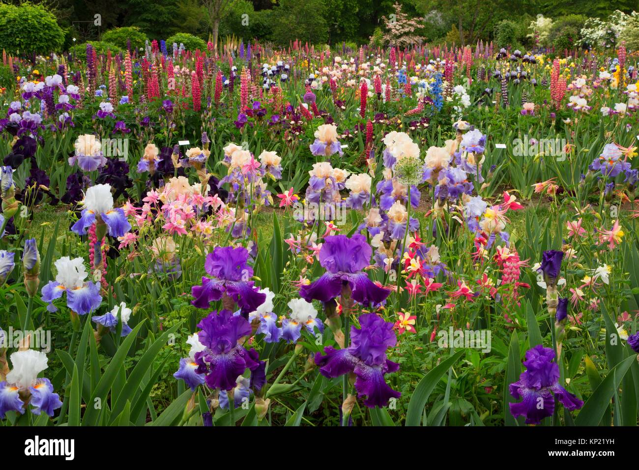 Visualizzare giardino, Schreiners Iris giardini, Keizer, Oregon. Foto Stock