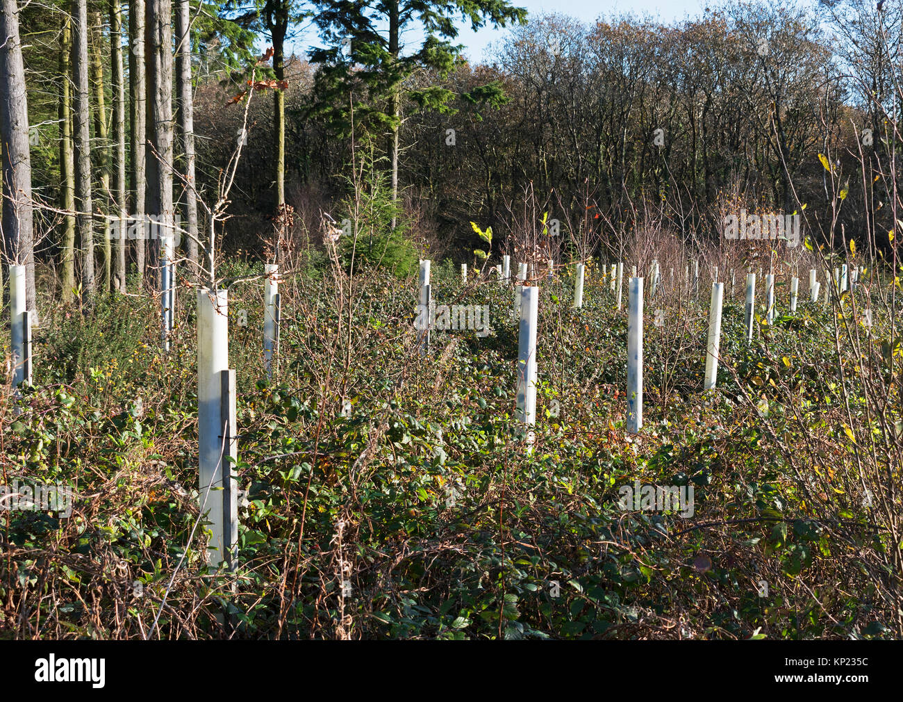 Alberello alberi piantati in boschi idless, Truro, Cornwall, England, Regno Unito Foto Stock