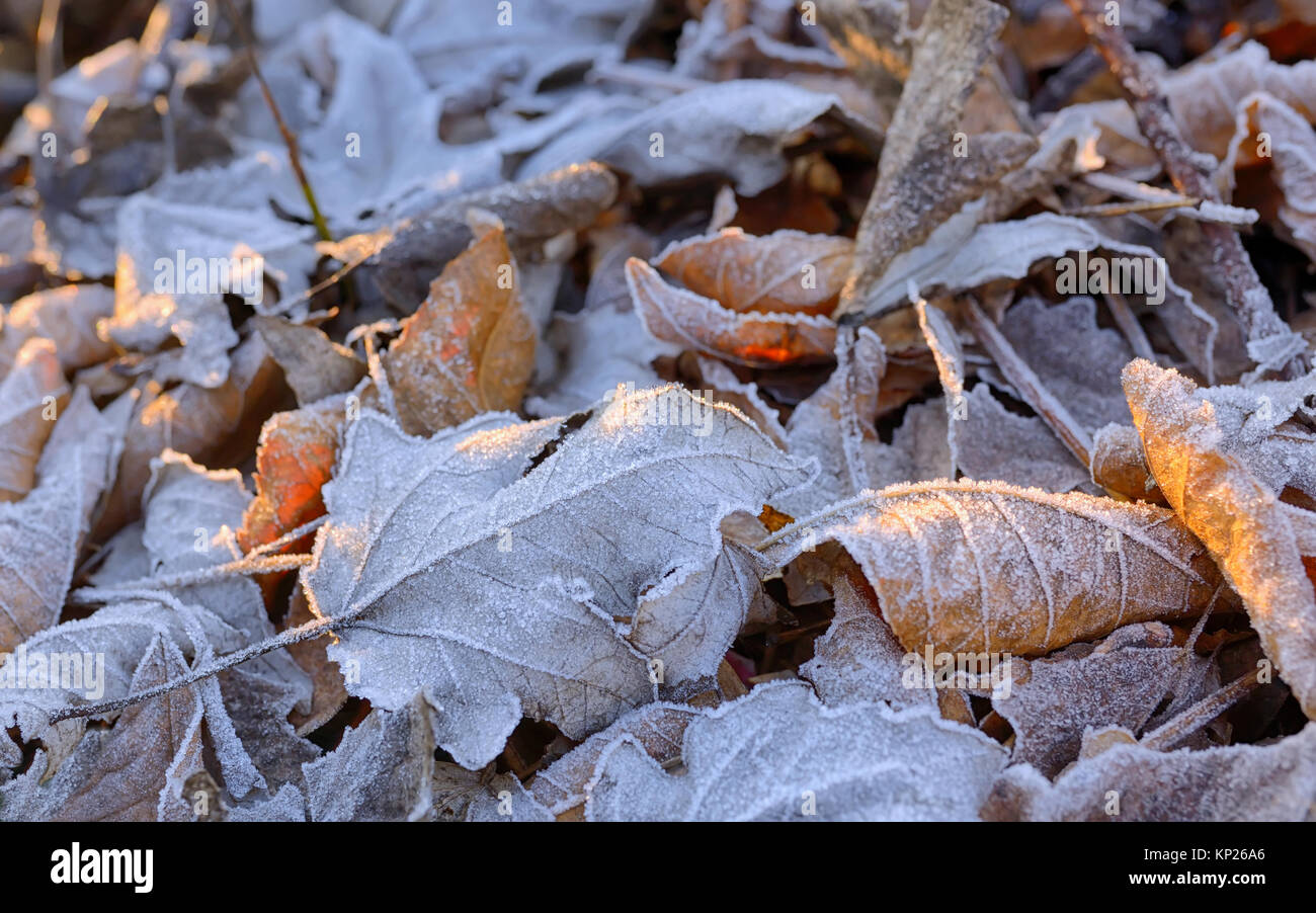 Autunno foglie congelate di sfondo e sunray Foto Stock