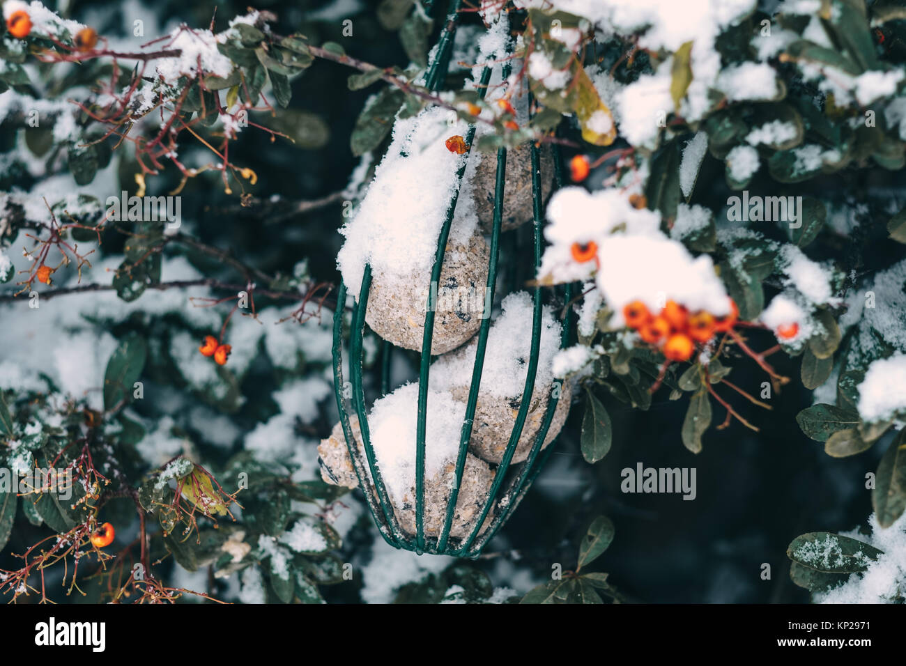 Alimenti per uccelli in una rete metallica all'interno di una boccola in inverno, coperto di neve Foto Stock