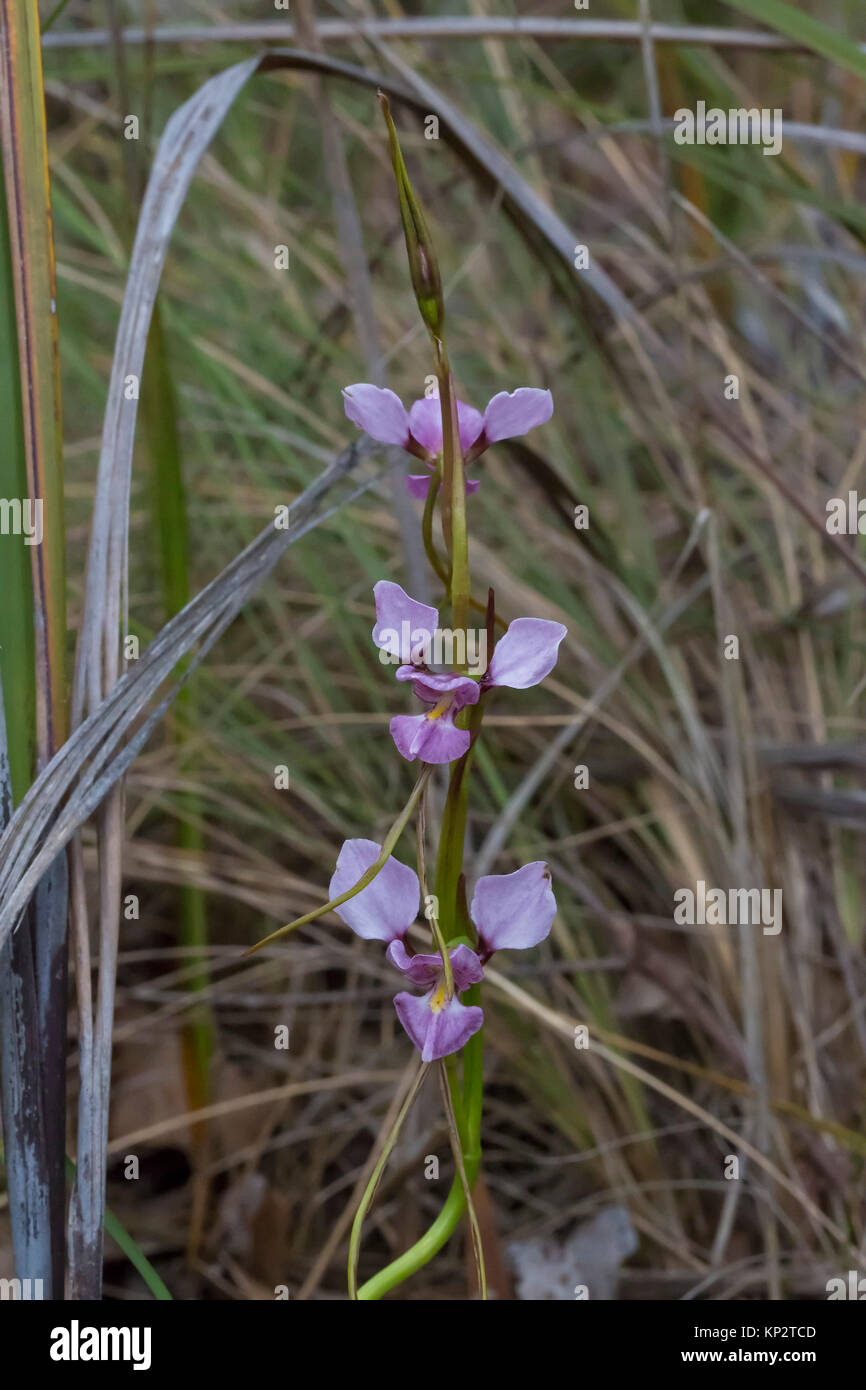 Viola Donkey Orchid (Diuris punctata) un raro Millefiori australiano Foto Stock