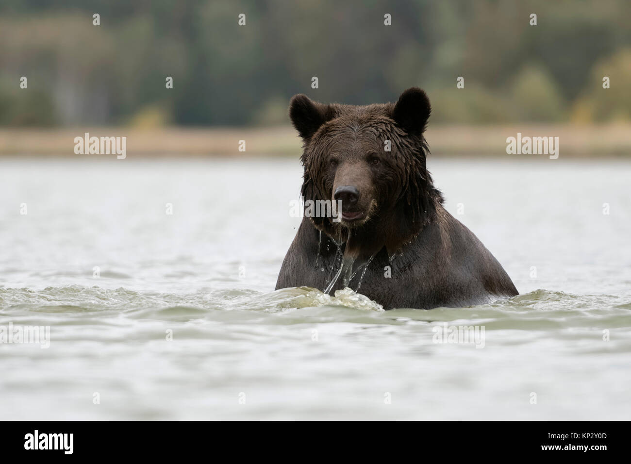 Orso bruno / Braunbaer ( Ursus arctos ), rinfrescanti, balneazione, nuoto, giocando in un lago, fondali bassi sembra essere gioiosi, vista frontale, l'Europa. Foto Stock