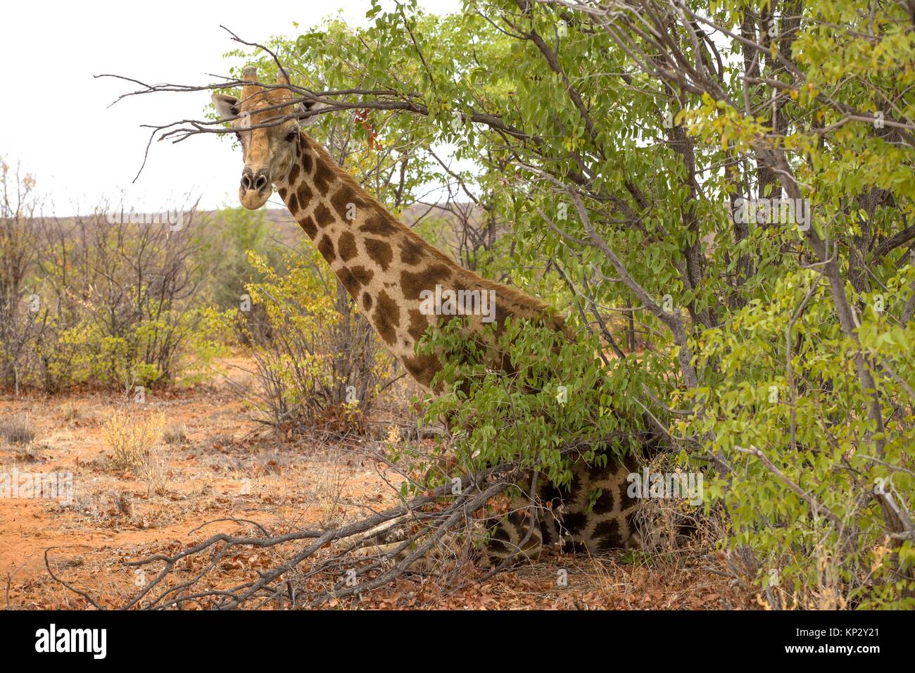Seduta giraffe (Giraffa giraffa angolensis), il Parco Nazionale di Etosha, Namibia Foto Stock