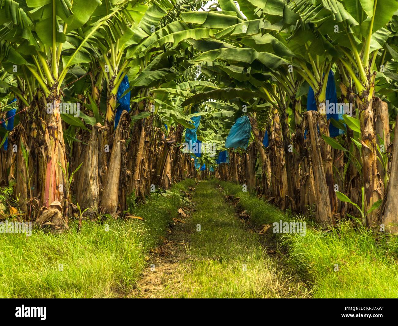 Piante di Banana può crescere con gradi variabili di successo in diverse condizioni climatiche, ma commerciale piantagioni di banane sono principalmente trovate in Foto Stock