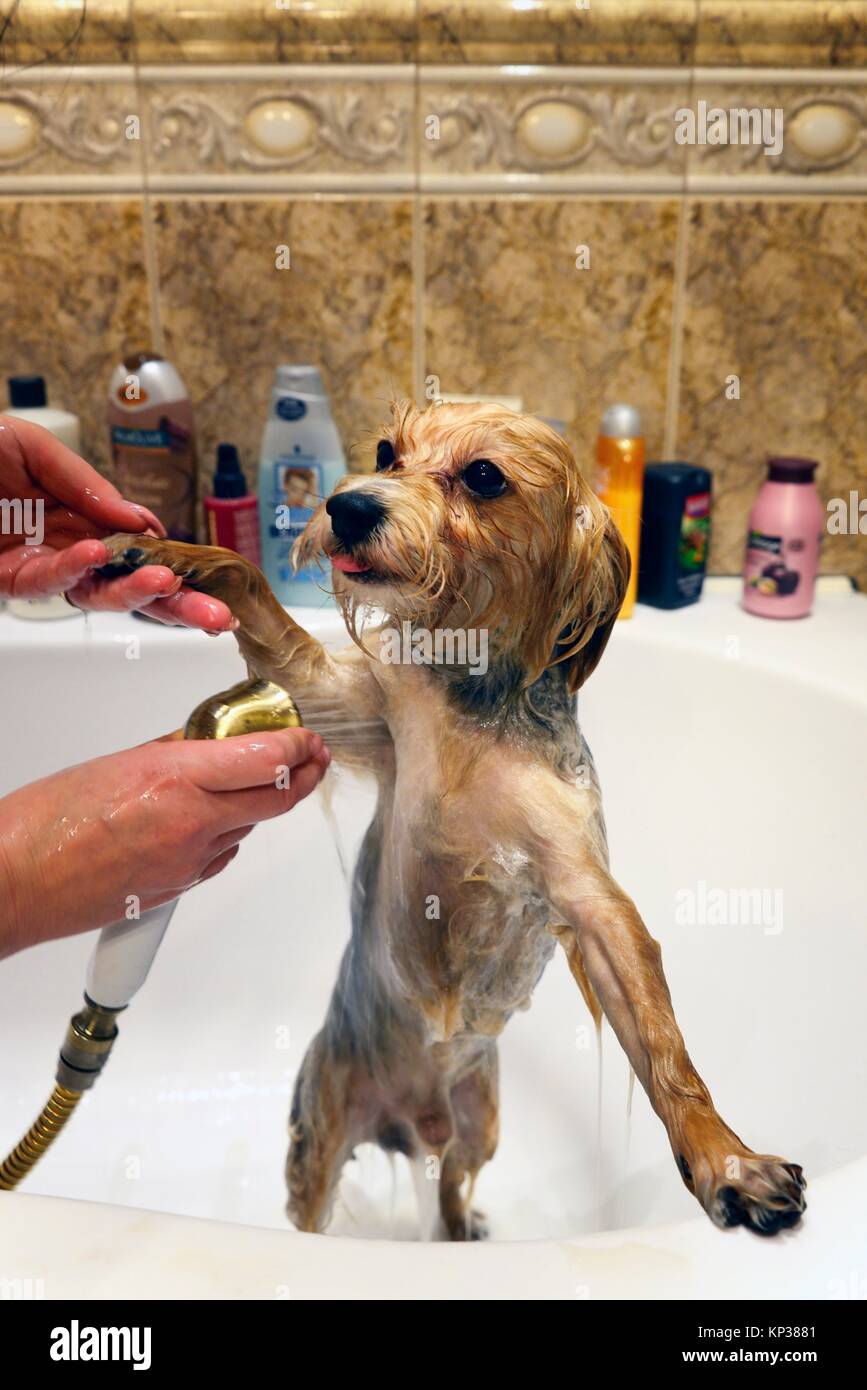 Yorkshire terrier tenendo bagno in vasca, prodotti per la cura del corpo, Polonia, Europa Foto Stock