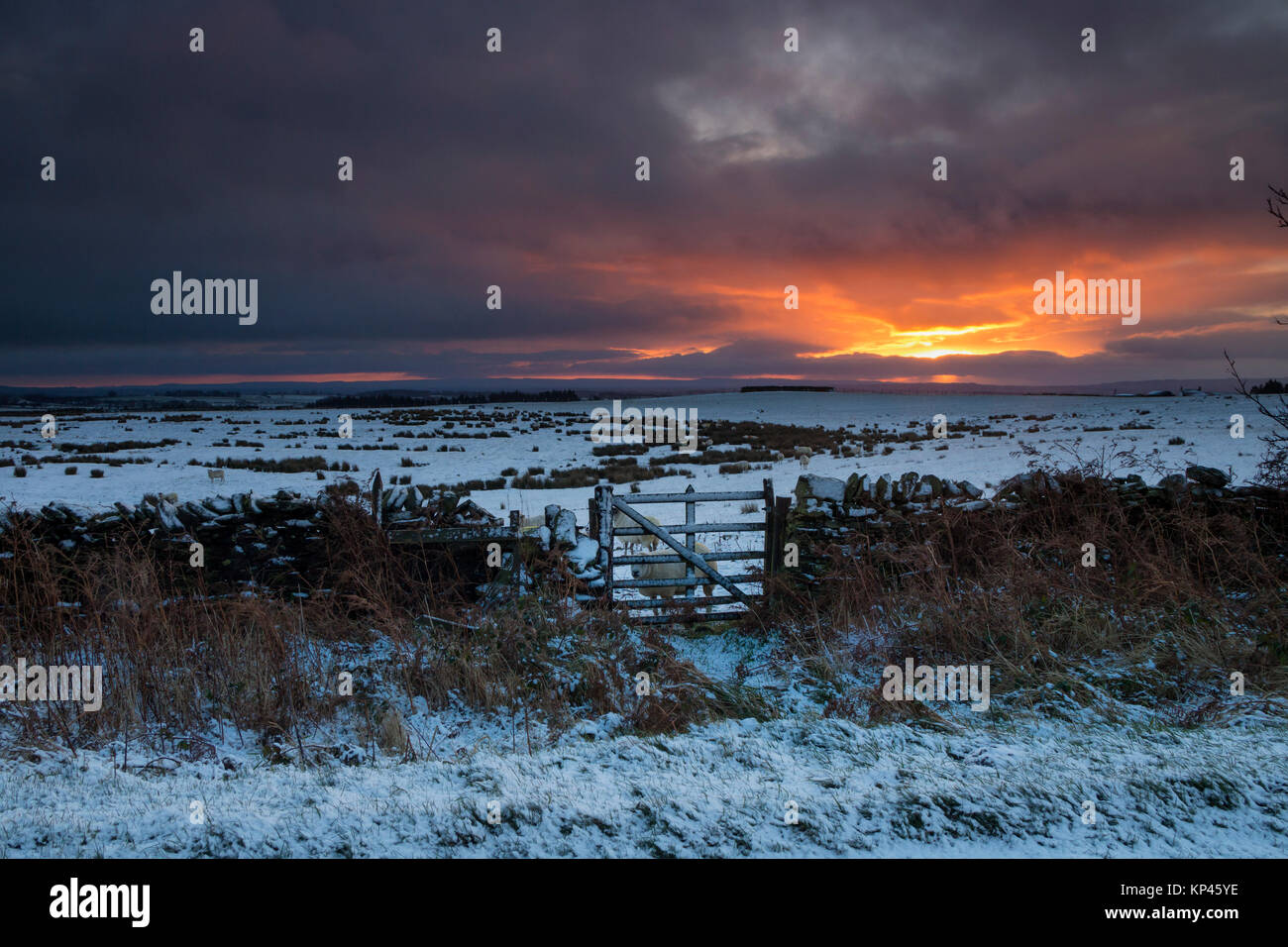 Teesdale, County Durham Regno Unito. Giovedì 14 dicembre 2017. Regno Unito Meteo. Era una fredda e nevoso per iniziare la giornata come il sole è salito oltre Teesdale nella Contea di Durham questa mattina. Credito: David Forster/Alamy Live News Foto Stock