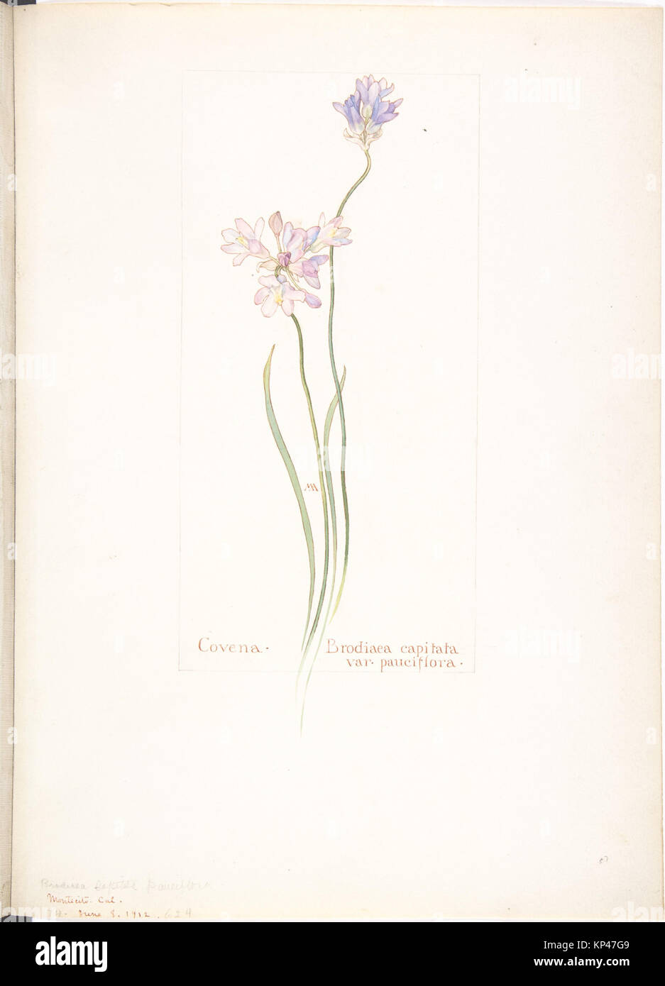 Illustrazione di Covena, Brodiaea capitata var. Pauciflora, un'erba perenne originaria della California, caratterizzata da foglie lineari e un po' di infiorescenza fiorita. Foto Stock