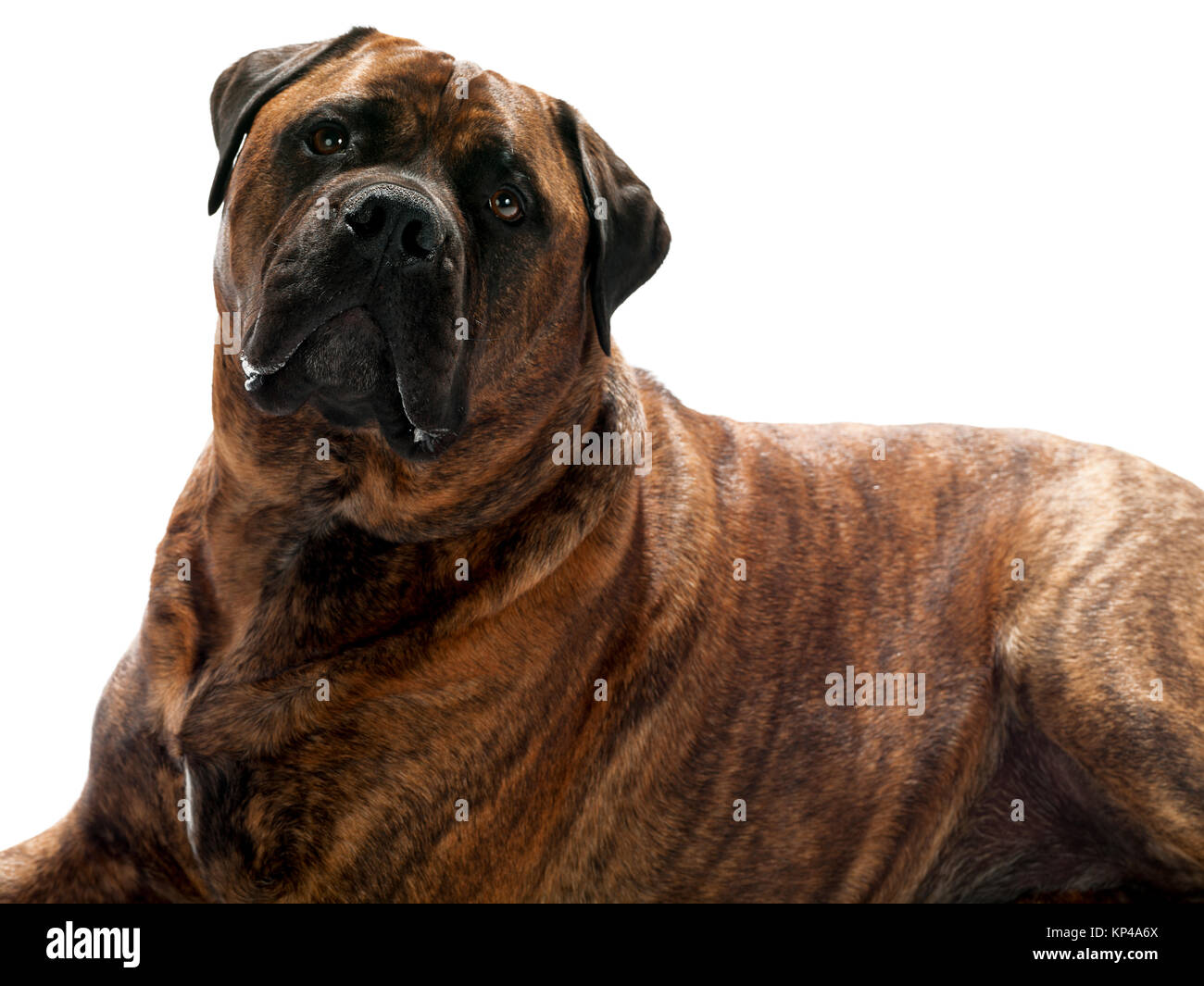 fronte del cane Foto Stock