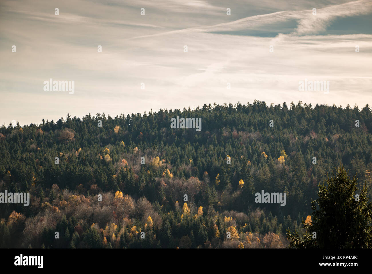 Autunno colorato foglie degli alberi della foresta Foto Stock