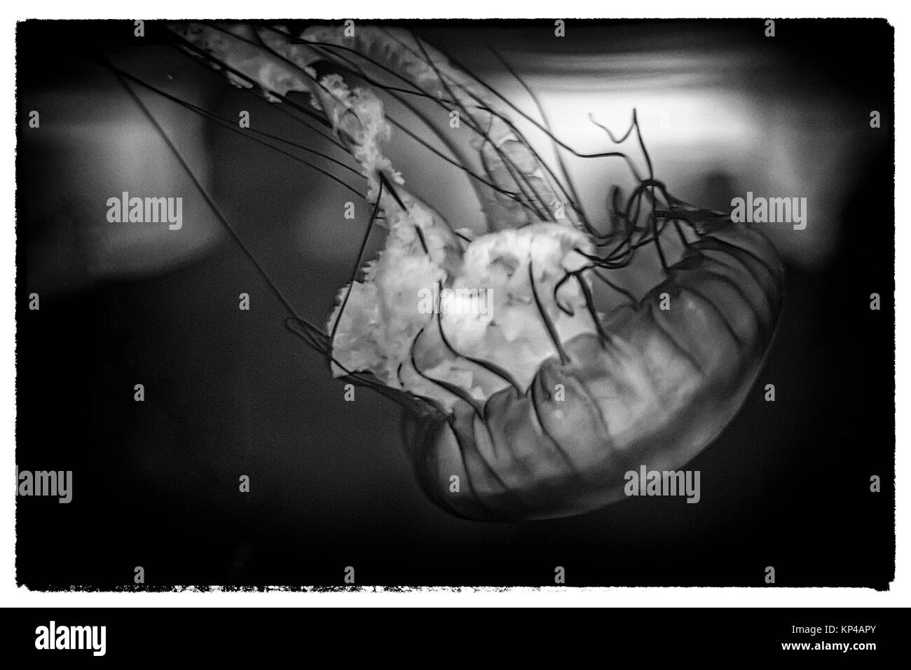 Immagine di un jelly fish Foto Stock