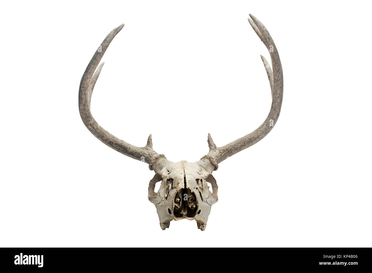 Old Deer cranio Foto Stock