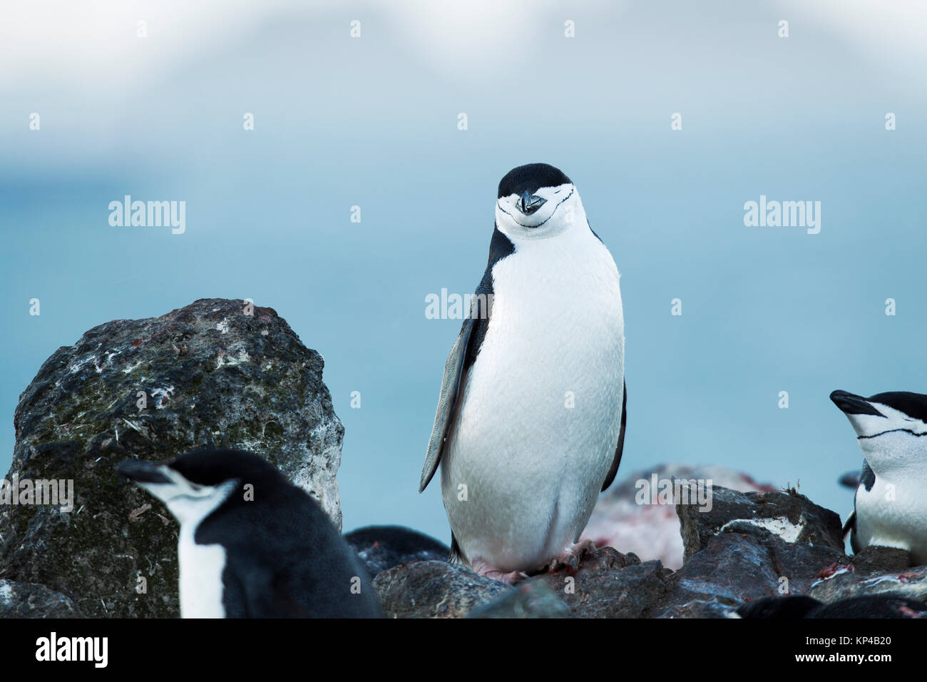 I pinguini e cielo blu Foto Stock