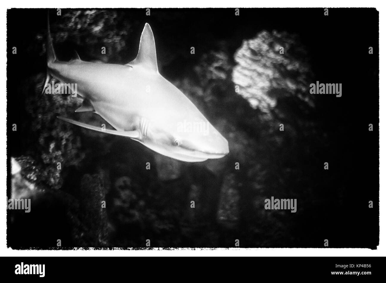 squalo Foto Stock