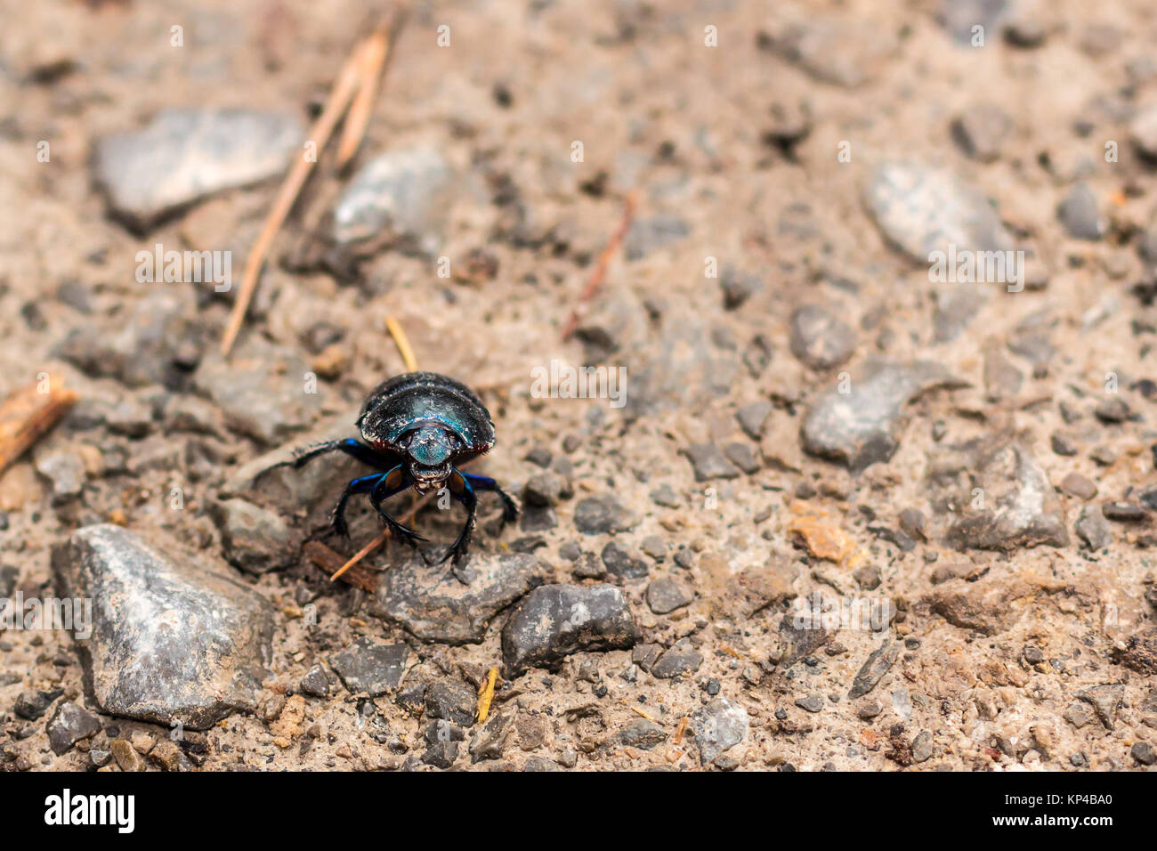 Little Black bug sul suolo della foresta Foto Stock