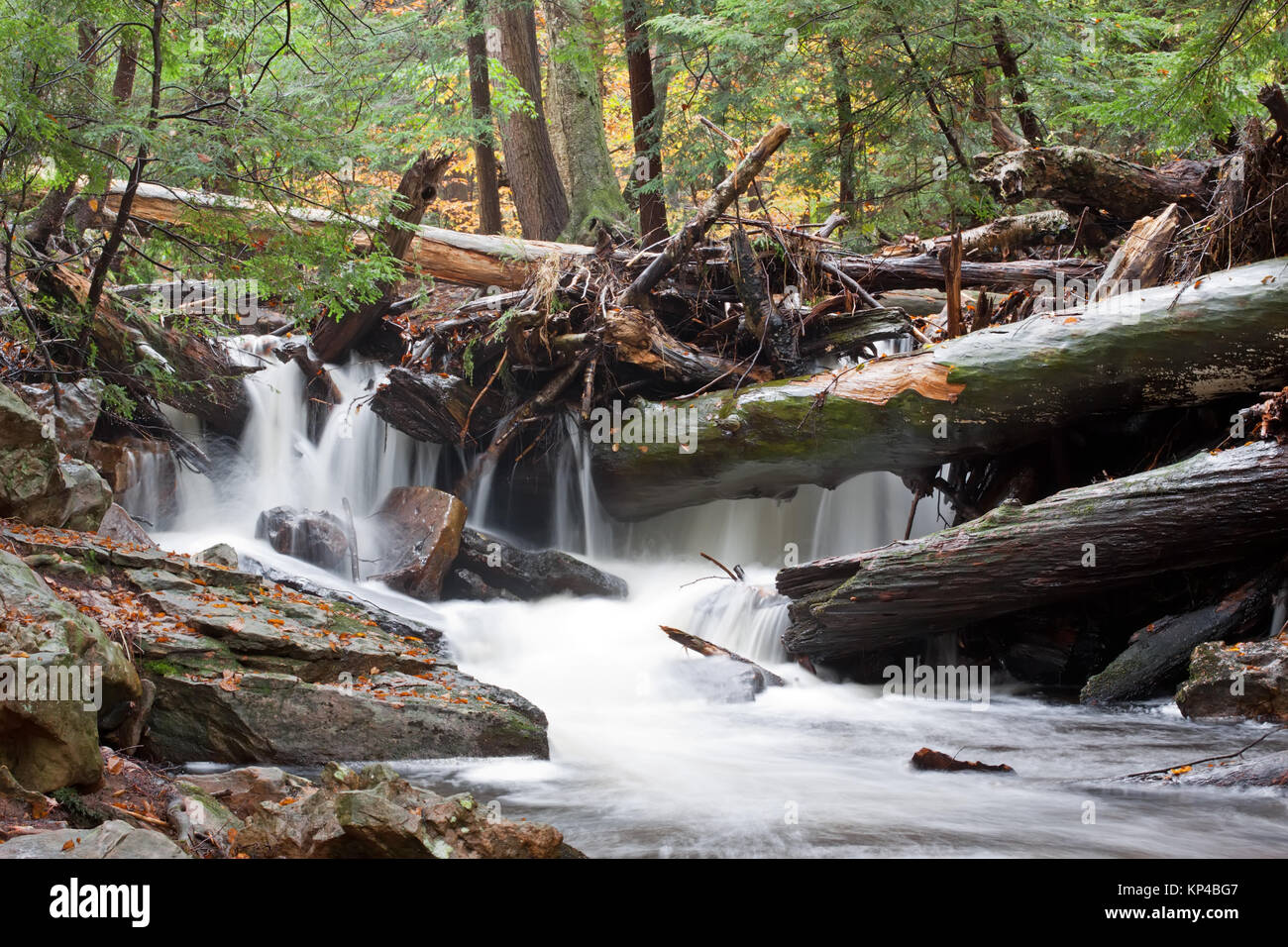 Cascata del Ricketts Glen State Park,Benton,Pennsylvania,STATI UNITI D'AMERICA. Foto Stock