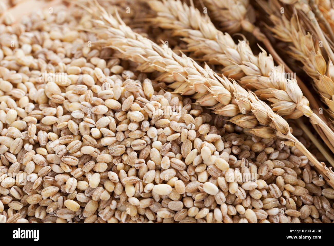 Orzo perlato di grani e steli di grano. Foto Stock