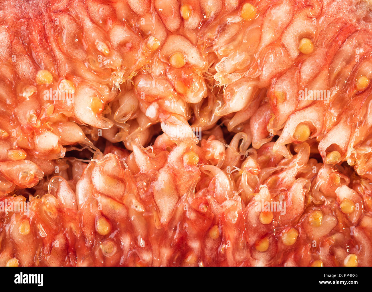 Close up di Fig Shot in Studio Foto Stock