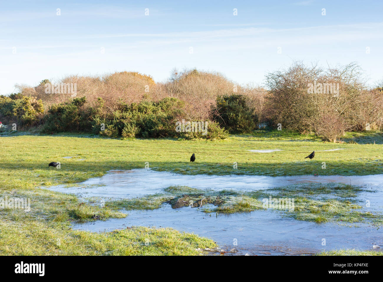 Soleggiato inverni orizzontale sul comune Turbary, Dorset, Regno Unito Foto Stock