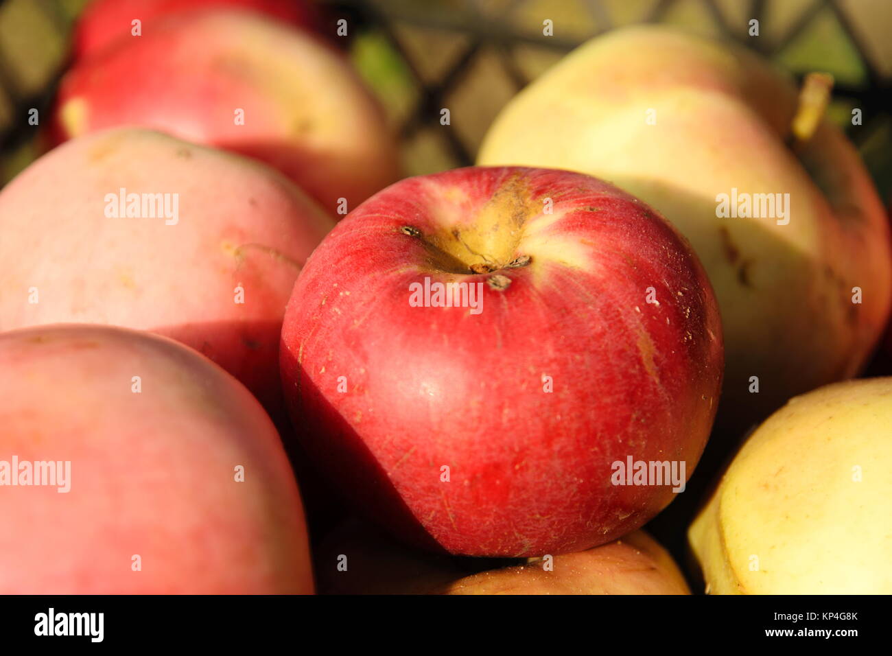 Paese le mele nella cassa plastica illuminata dal sole Foto Stock