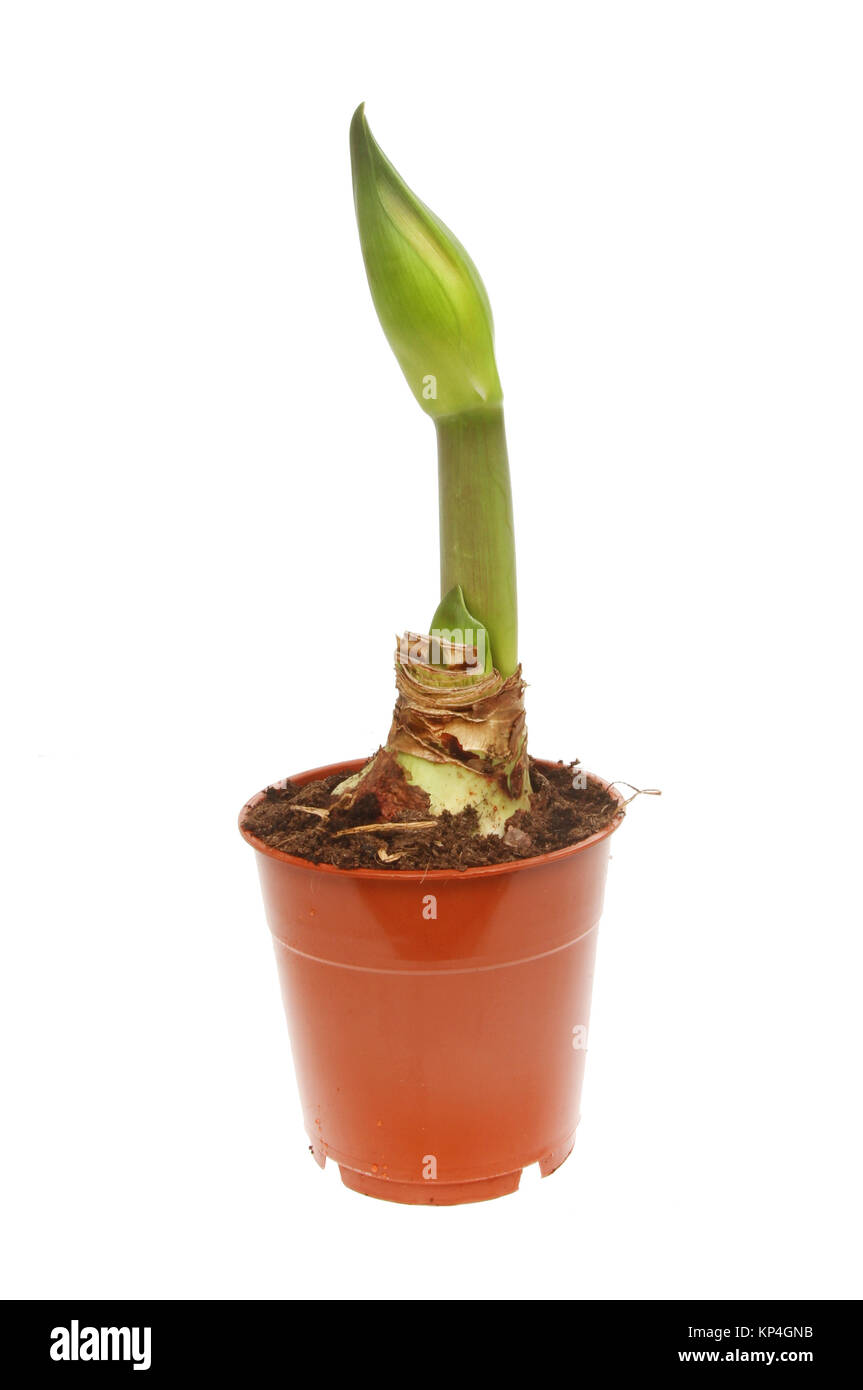 Amaryllis lampadina con un germoglio di fiore in una pentola isolata contro bianco Foto Stock