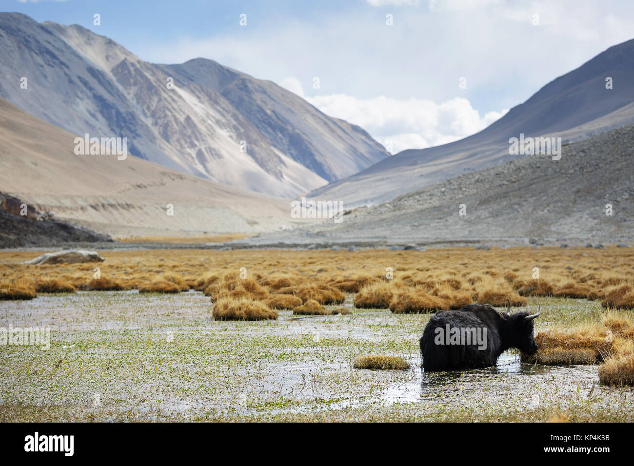 Yak nero in una palude con montagne himalayane per lo sfondo dalla strada a Pangong Tso, Ladakh, Jammu e Kashmir in India. Foto Stock