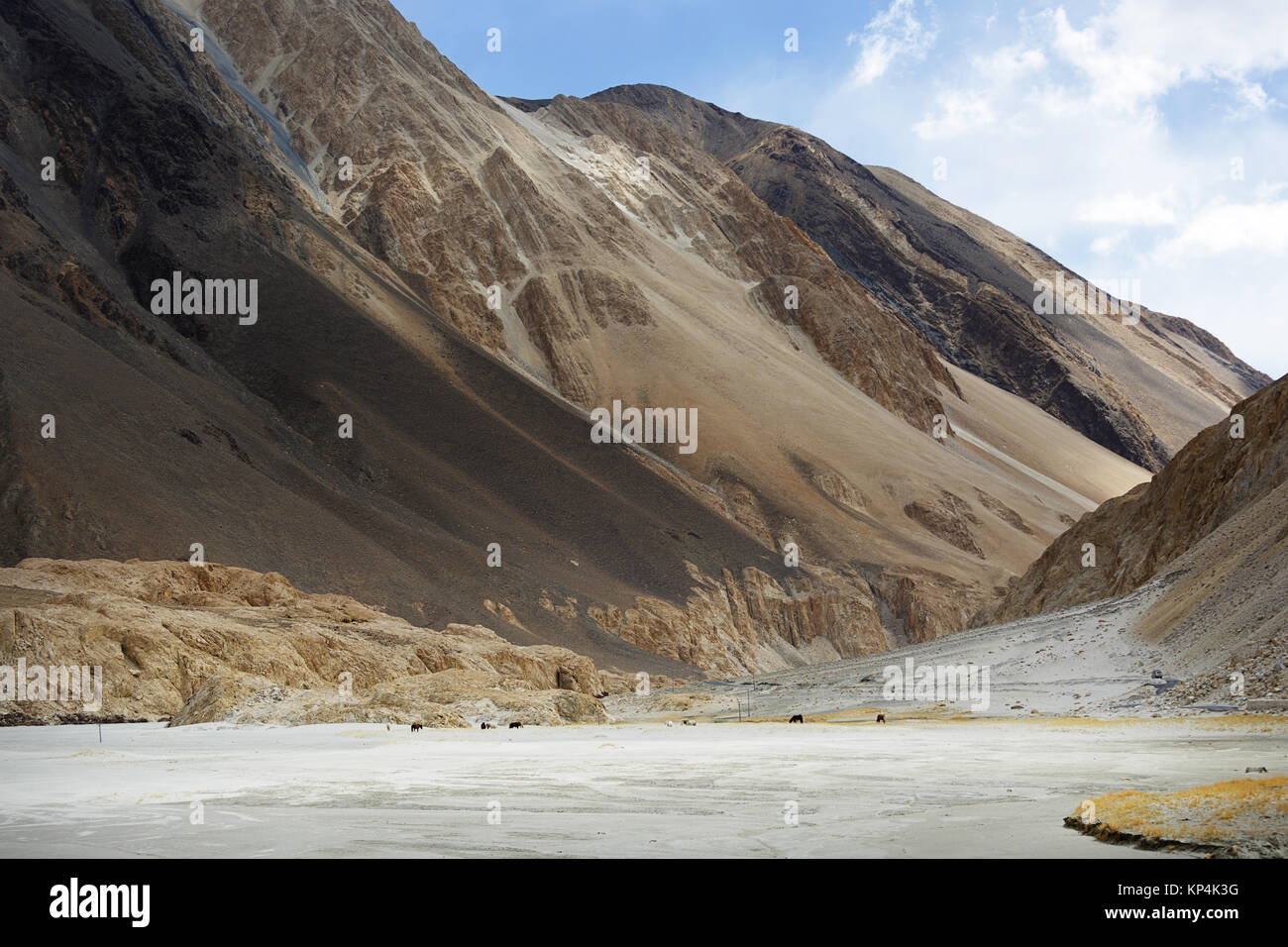Allevamento di yak al pascolo nella valle con sabbia bianca in montagna himalayana, Ladakh, Jammu e Kashmir in India. Foto Stock