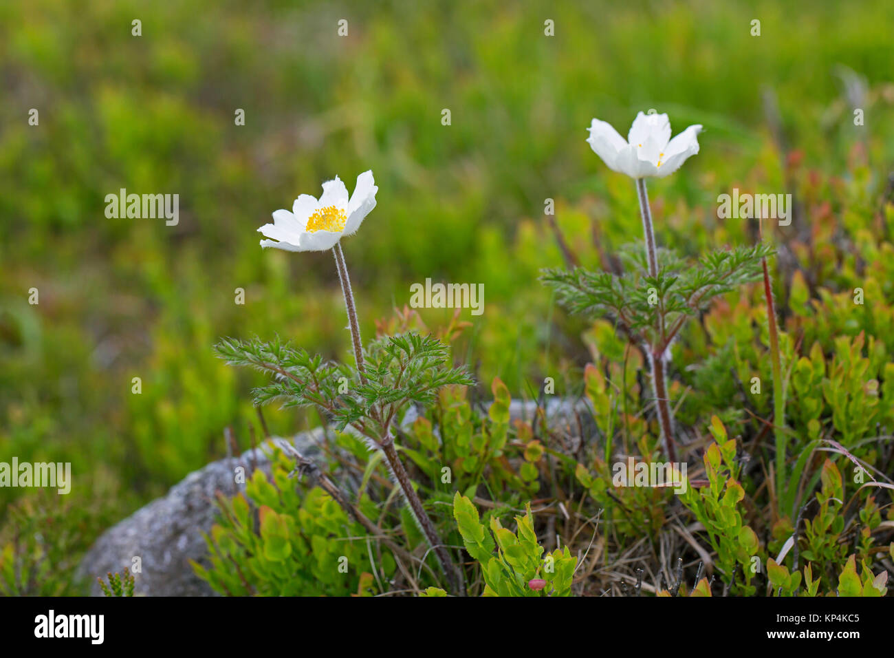 Alpine / pasqueflowers anemoni alpini (Pulsatilla alpina) in fiore in primavera, nativo per le gamme della montagna di Europa centrale e meridionale Foto Stock