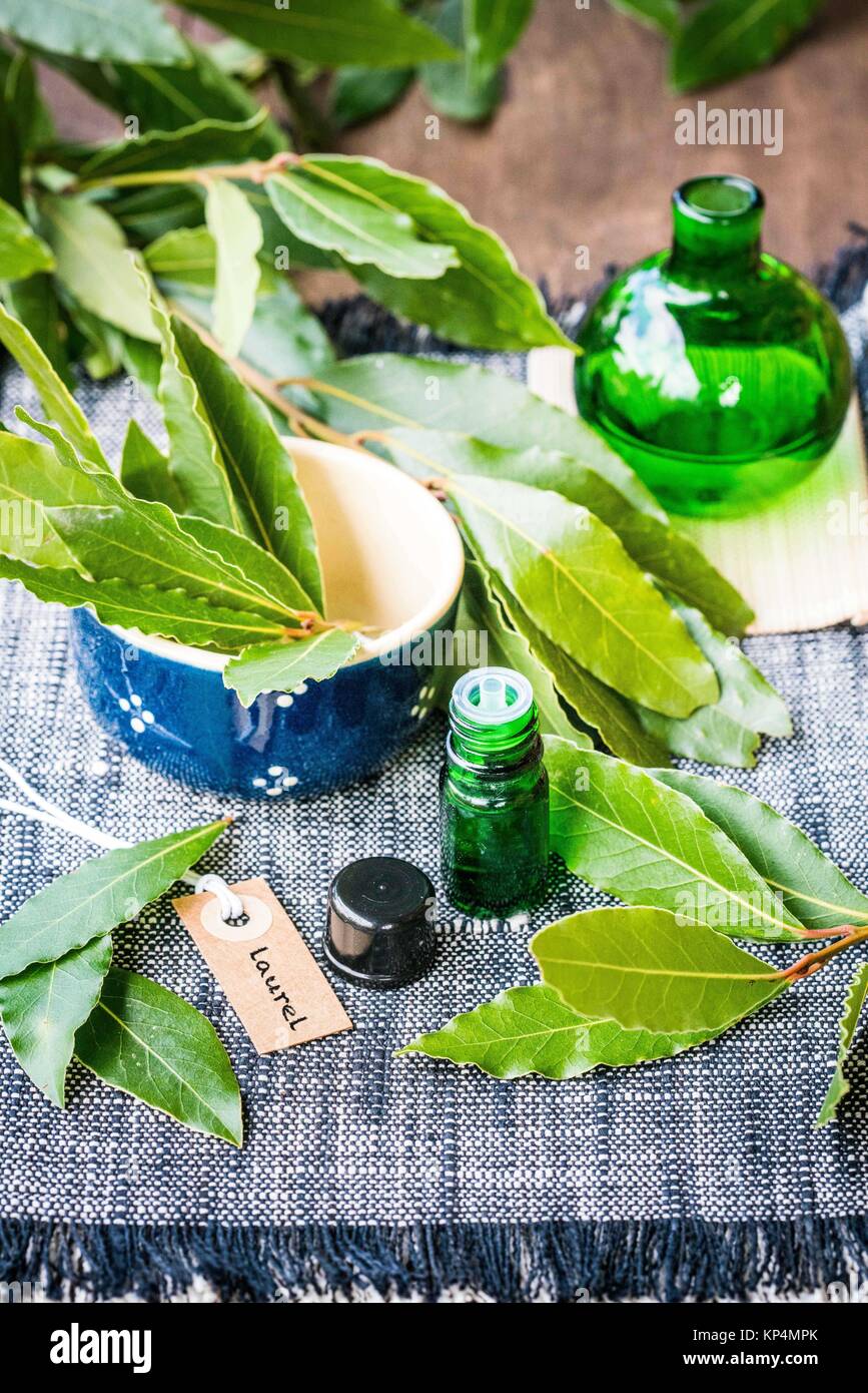 Olio essenziale di alloro. Foto Stock