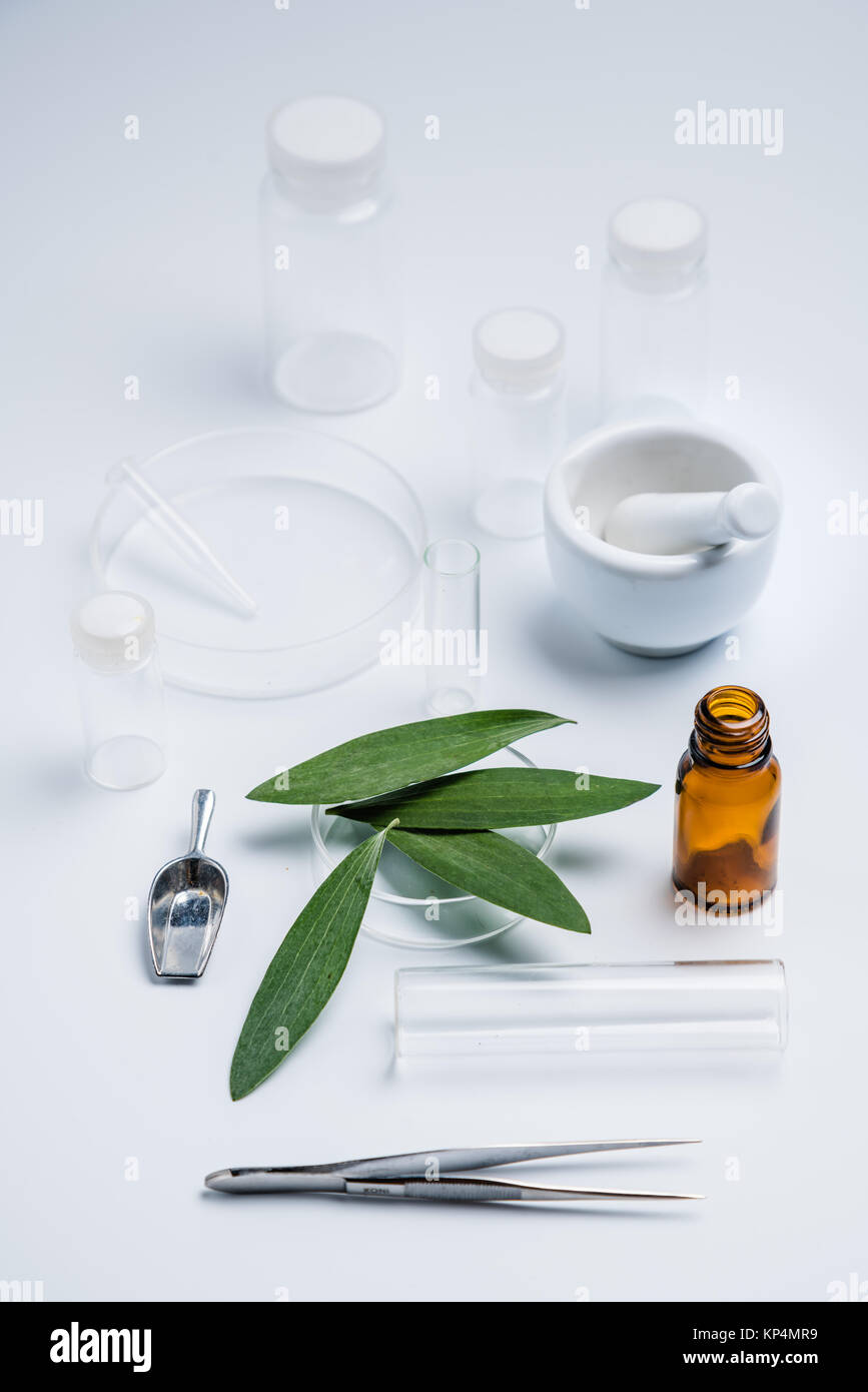 Olio essenziale di melaleuca quinquenervia . Foto Stock