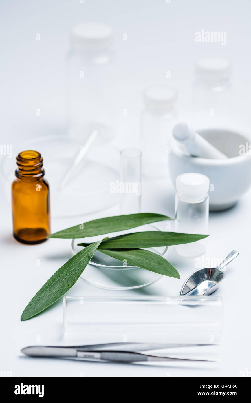 Olio essenziale di melaleuca quinquenervia . Foto Stock