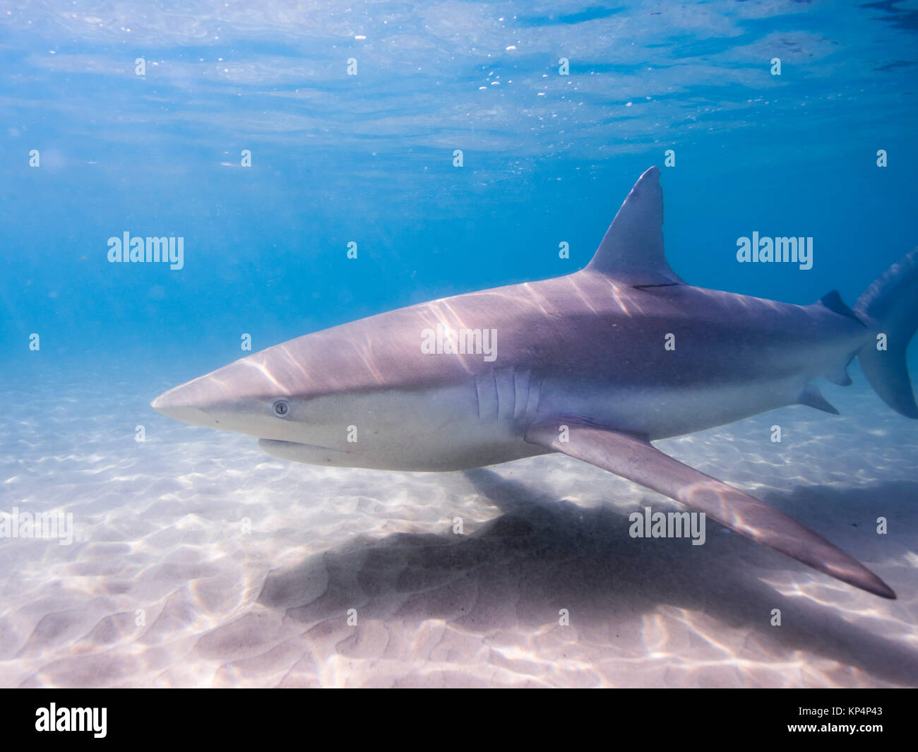 Dusky shark (Carcharhinus obscurus) una specie di requiem shark, nella famiglia Carcharhinidae, che si verificano in tropicale e caldo-temperato marittimo continentale Foto Stock