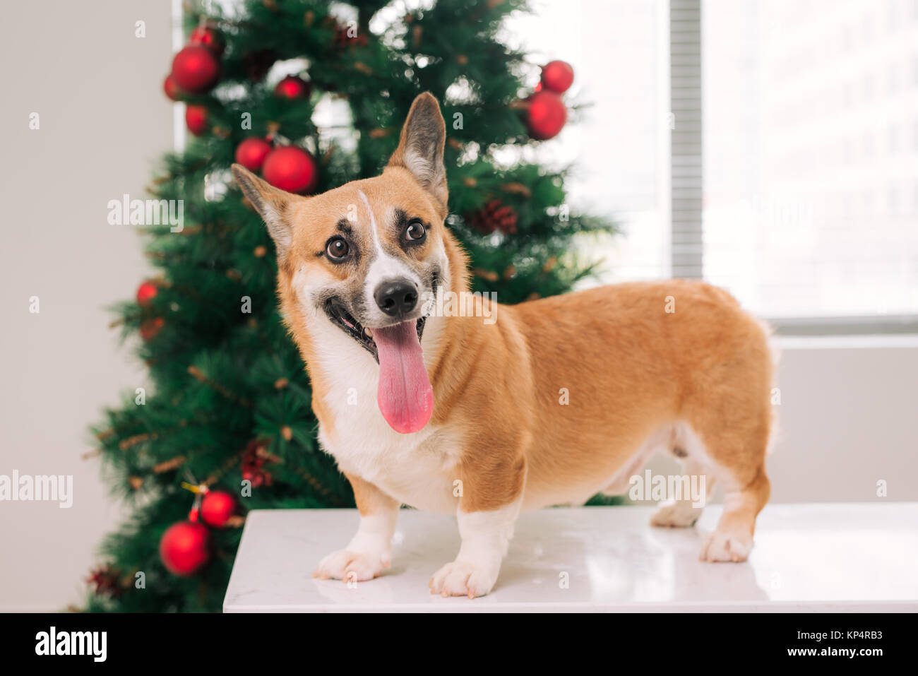 Pembroke corgi in una casa decorata con un albero di Natale. Happy Holiday e la Vigilia di Natale Foto Stock