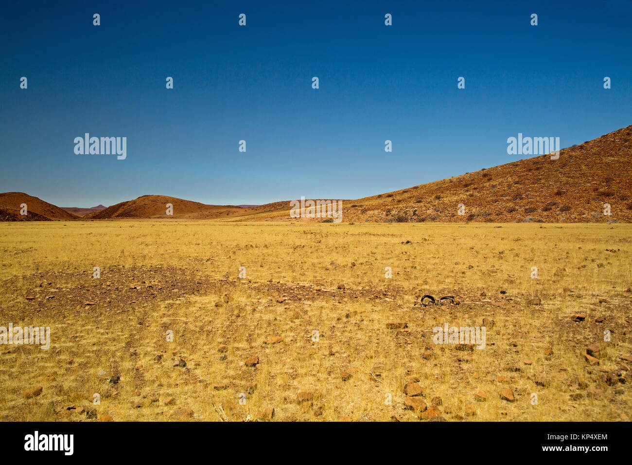 Erba gialla paesaggio in damaraland Namibia Foto Stock