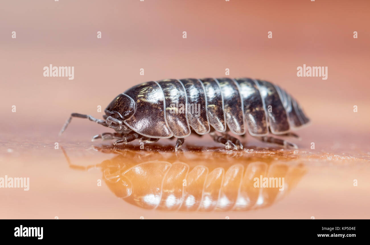 Myriapod, pidocchio del legno Foto Stock