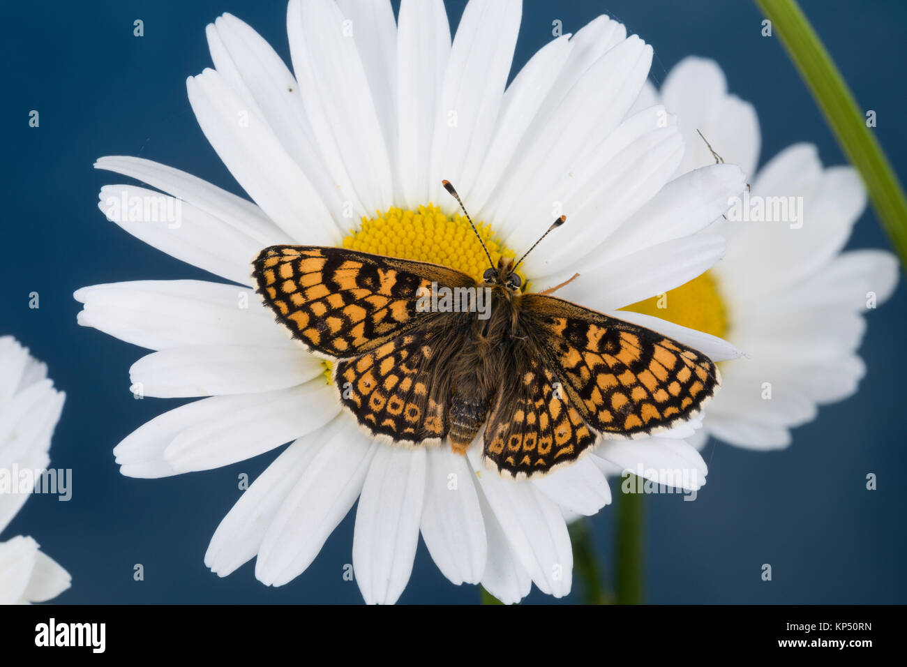 Wegerich-Scheckenfalter, Wegerichscheckenfalter, Scheckenfalter, cinxia Melitaea, cinxia Euphydryas, Glanville fritillary, La Mélitée du piantaggine Foto Stock