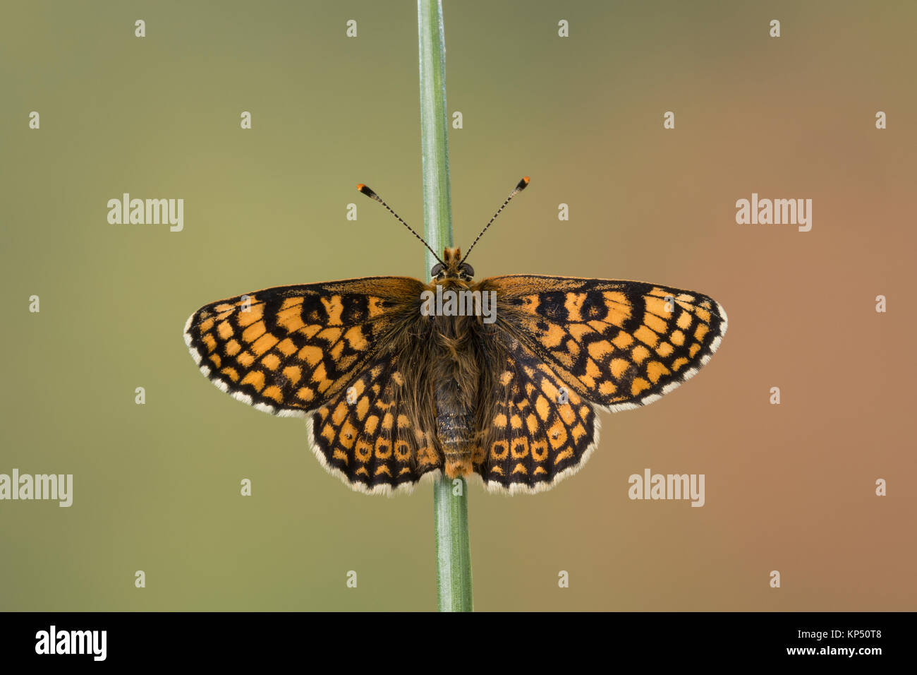 Wegerich-Scheckenfalter, Wegerichscheckenfalter, Scheckenfalter, cinxia Melitaea, cinxia Euphydryas, Glanville fritillary, La Mélitée du piantaggine Foto Stock