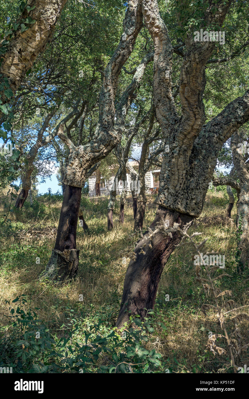 Sbucciate quercia da sughero (Quercus suber), Olbia-Tempio, Gallura Sardegna, Italia, mare Mediterraneo, Europa Foto Stock